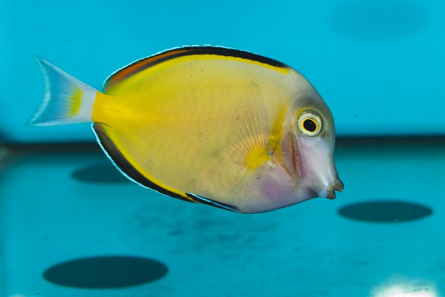 Yellow Tang in Saltwater Aquarium